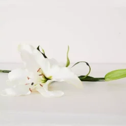 Lily Stem -Provincialhomeliving 1117254613 C