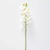 Orchid Stem 1 Orchid Stem -Provincialhomeliving 1117256710 aa