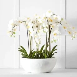 Potted Orchid White