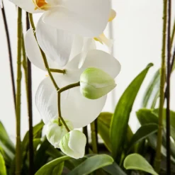 Phalaenopsis Potted Orchid White – Five Spikes Luxury Artificial Floral Arrangement 9 Phalaenopsis Potted Orchid White – Five Spikes Luxury Artificial Floral Arrangement -Provincialhomeliving 1117257173 u
