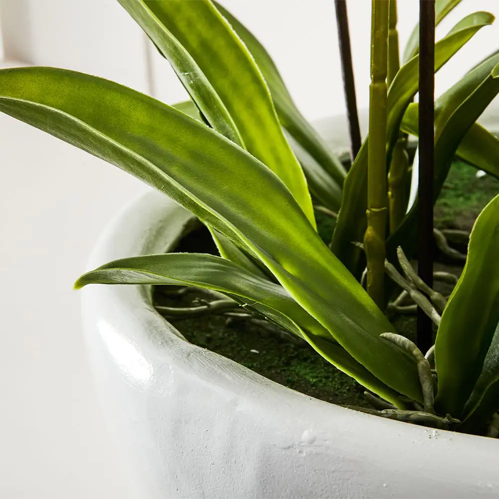 Phalaenopsis Potted Orchid White – Five Spikes Luxury Artificial Floral Arrangement 6 Phalaenopsis Potted Orchid White – Five Spikes Luxury Artificial Floral Arrangement - Image 4