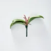 Orchid Leaf GREEN -Provincialhomeliving 1117257674 aa