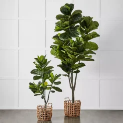 Potted Ficus -Provincialhomeliving 1117257675 u