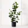 Potted Camelia -Provincialhomeliving 1117257677 c