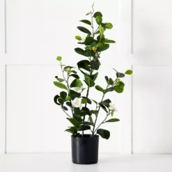 Potted Camelia