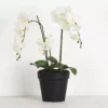 Potted Orchid Phalaenopsis -Provincialhomeliving 1117258240 A