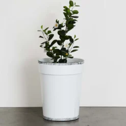 Sardinia Planter White