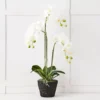 Blume 3 Stem Orchid -Provincialhomeliving 1117259429 A