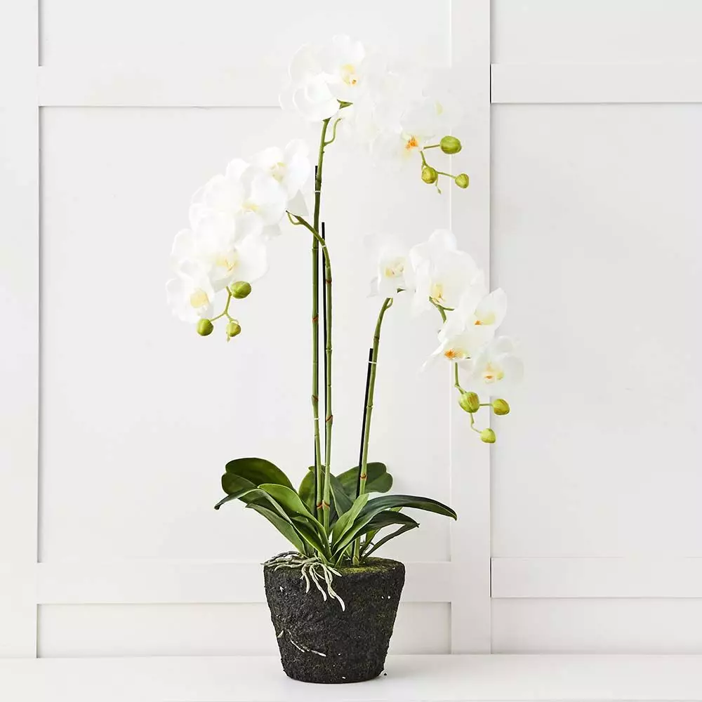 Blume White 3 Stem – Elegant 80cm Realistic Artificial Orchid 3 Blume White 3 Stem – Elegant 80cm Realistic Artificial Orchid