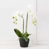 Blume 2 Stem Orchid 2 Blume 2 Stem Orchid -Provincialhomeliving 1117259430 A