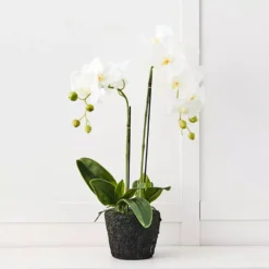 Blume 2 Stem Orchid