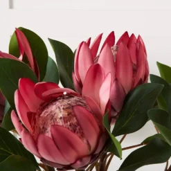Realistic Faux King Protea Flower Stem - 65cm Artificial Pink and White Floral Decor -Provincialhomeliving 1117259914 C