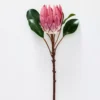 Protea Flower 1 Protea Flower -Provincialhomeliving 1117259914 aa