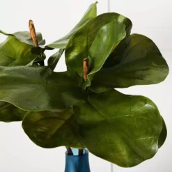 Fig Leaf Stem -Provincialhomeliving 1117260066 B