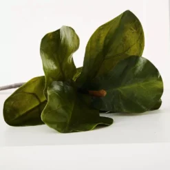 Fig Leaf Stem -Provincialhomeliving 1117260066 C