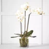 White Phalaenopsis Potted Orchid – 3-Spike Real-Touch PU Flower in Glass Vase -Provincialhomeliving 1117260073 a