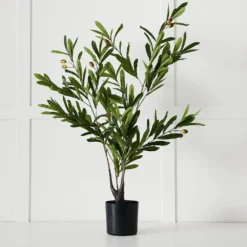 Olive Tree GREEN