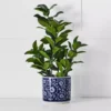 Anise Planter