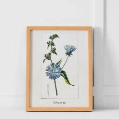 Chicoree Print 36x46 Multi