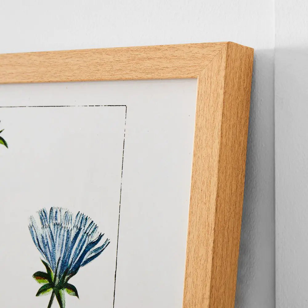 Chicoree Botanical Print 36x46 Multi-Color – Vibrant Nature-Inspired Study Wall Art 4 Chicoree Botanical Print 36x46 Multi-Color – Vibrant Nature-Inspired Study Wall Art - Image 2