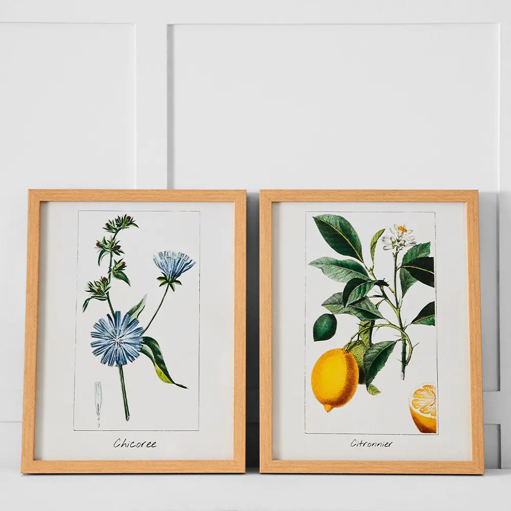 Chicoree Botanical Print 36x46 Multi-Color – Vibrant Nature-Inspired Study Wall Art 5 Chicoree Botanical Print 36x46 Multi-Color – Vibrant Nature-Inspired Study Wall Art - Image 3