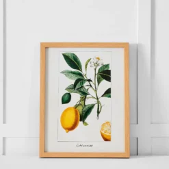 Citronnier Print 36x46 Multi