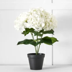 Potted Hydrangea Flower White