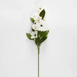 Dogwood Flower Stem White