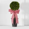 Boxwood Topiary Pot GREEN 2 Boxwood Topiary Pot GREEN -Provincialhomeliving 1117262689 a